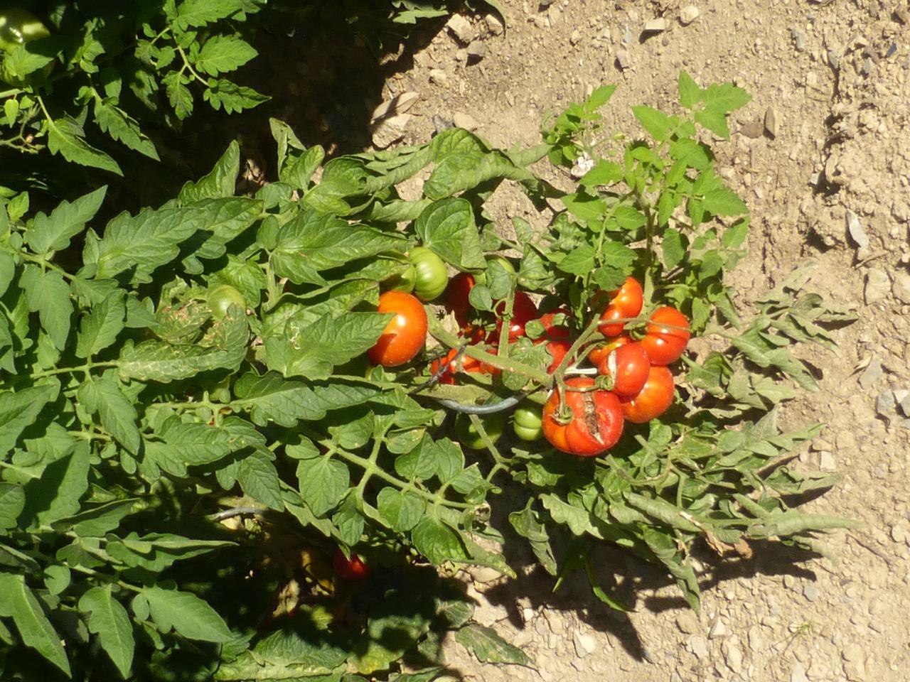 tomates 