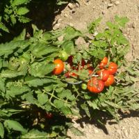 tomates 