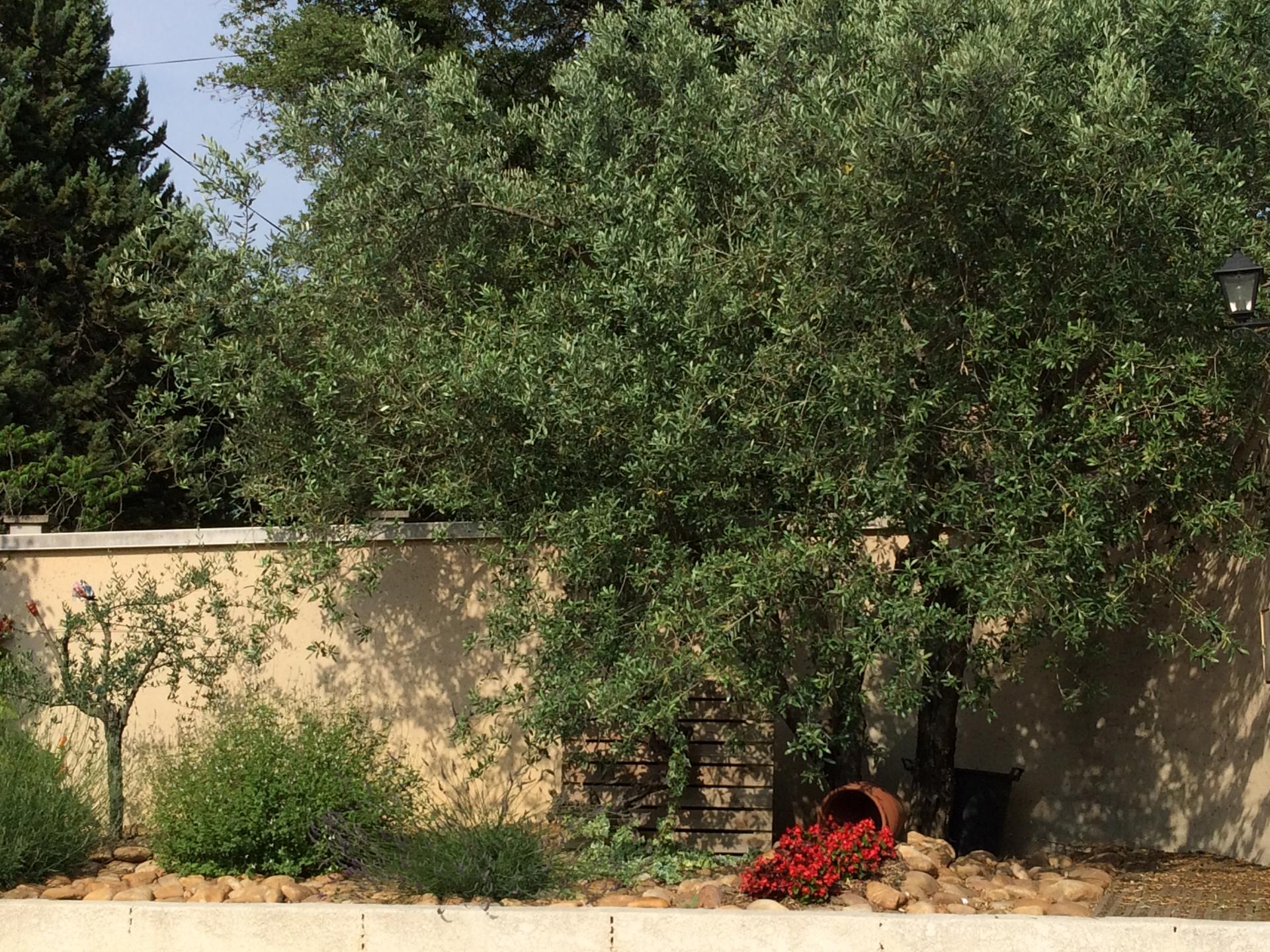 Petit jardin à l'entrée de la maison