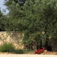 Petit jardin à l'entrée de la maison
