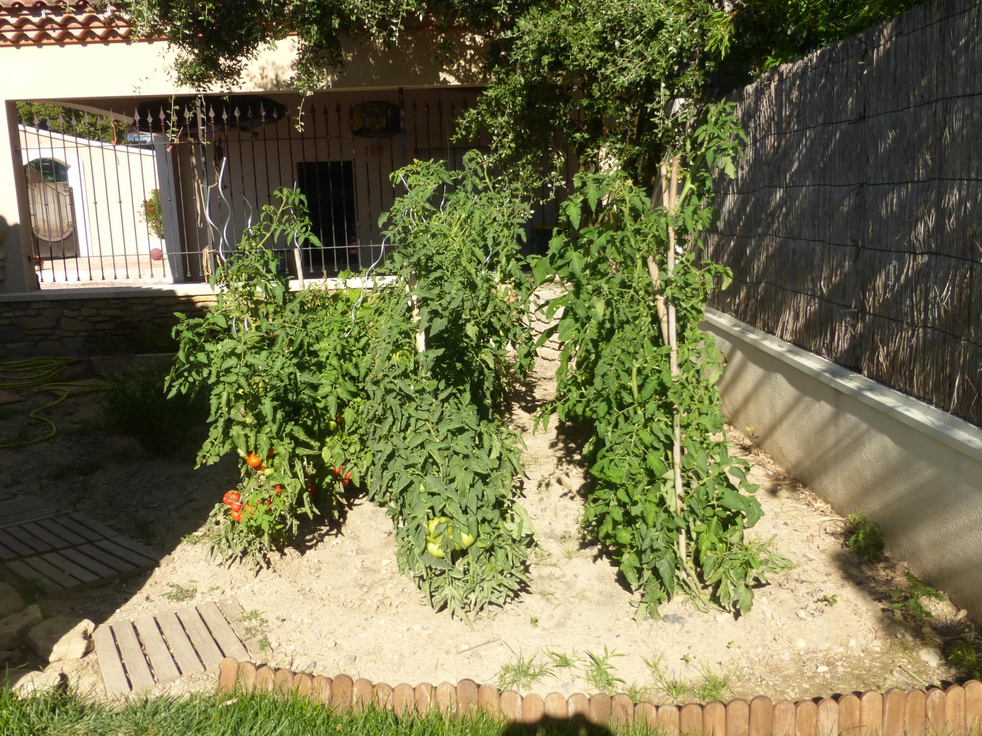 petit jardin potager 