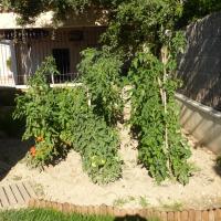 petit jardin potager 