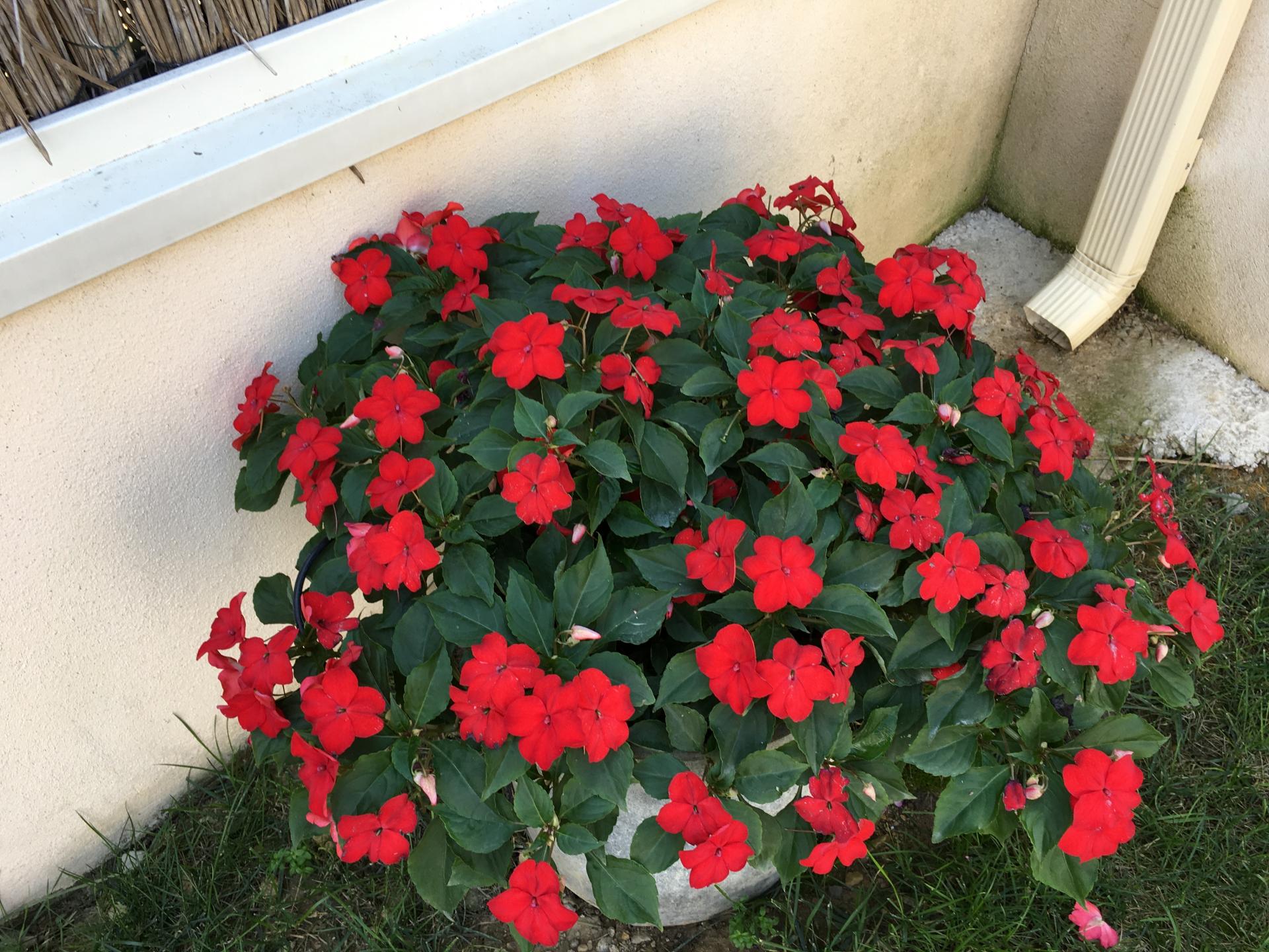 pots et barquettes de fleurs