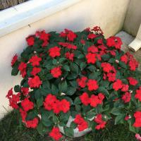 pots et barquettes de fleurs