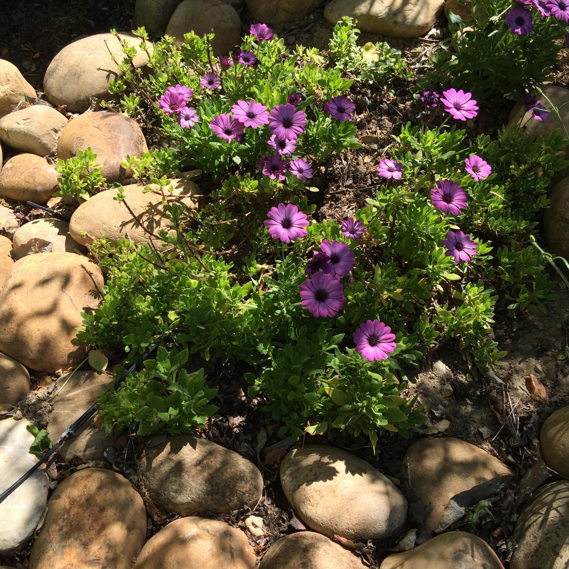fleurs dans petit jardin