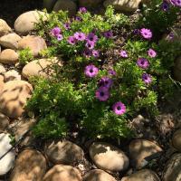 fleurs dans petit jardin