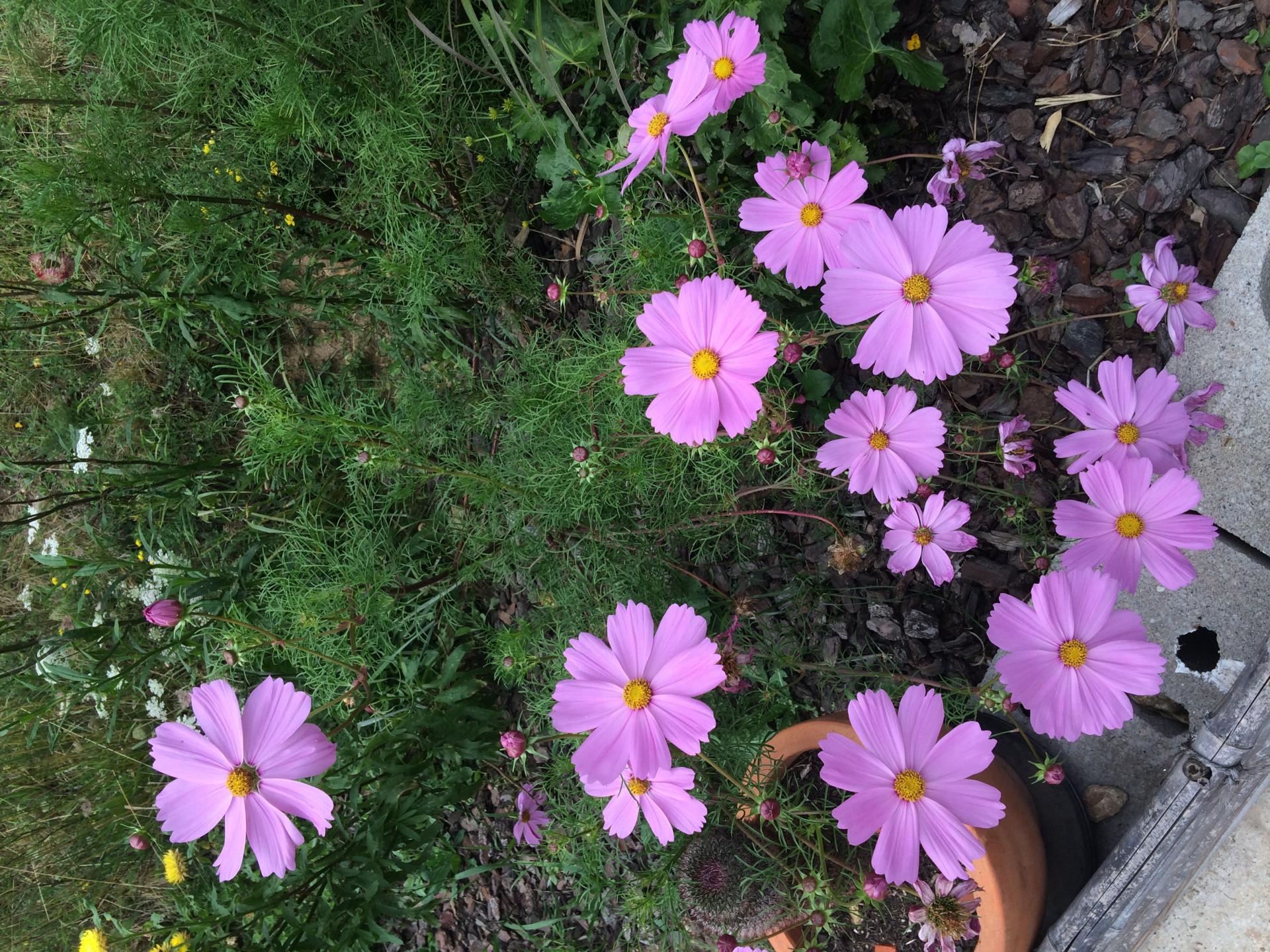 fleurs dans petit jardin