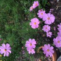 fleurs dans petit jardin