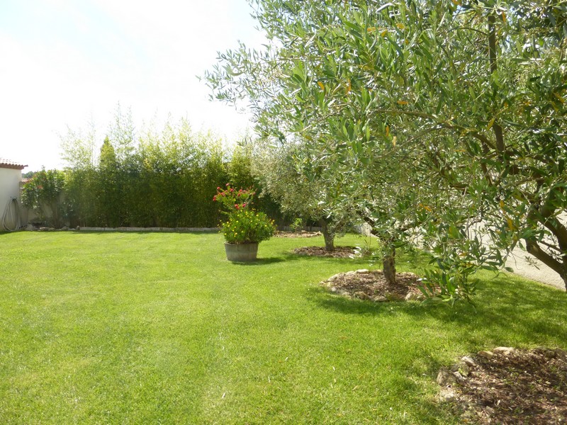 jardin pelouse (oliviers, bambous)
